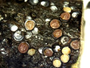 Gloomy scale with covers removed