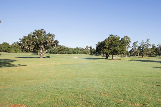 AdamDaleGoldWildflowersIII0006