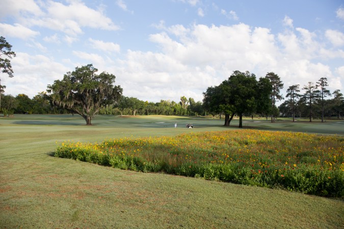 AdamDaleGoldWildflowersIII0007